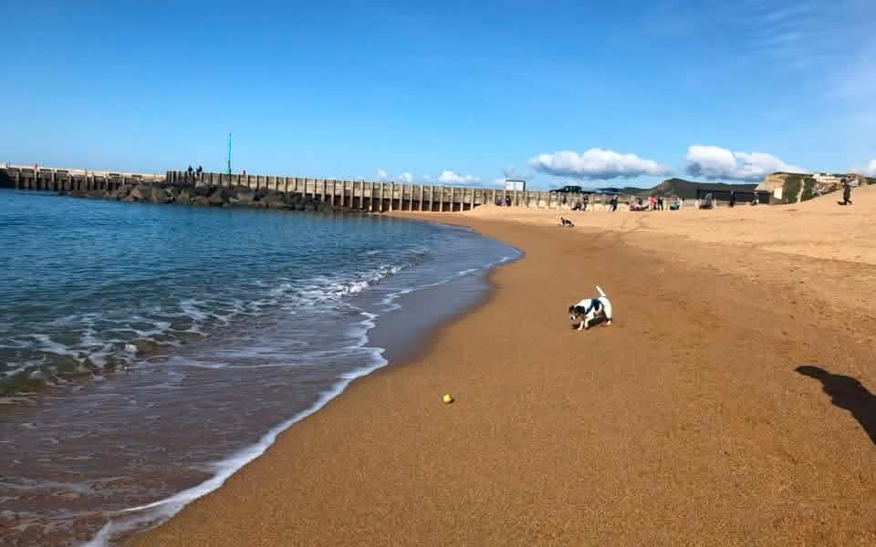 Dog on the beach at West Bay