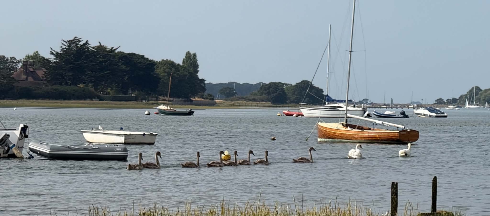 Swans and boats on the sea at Bosham Harbour