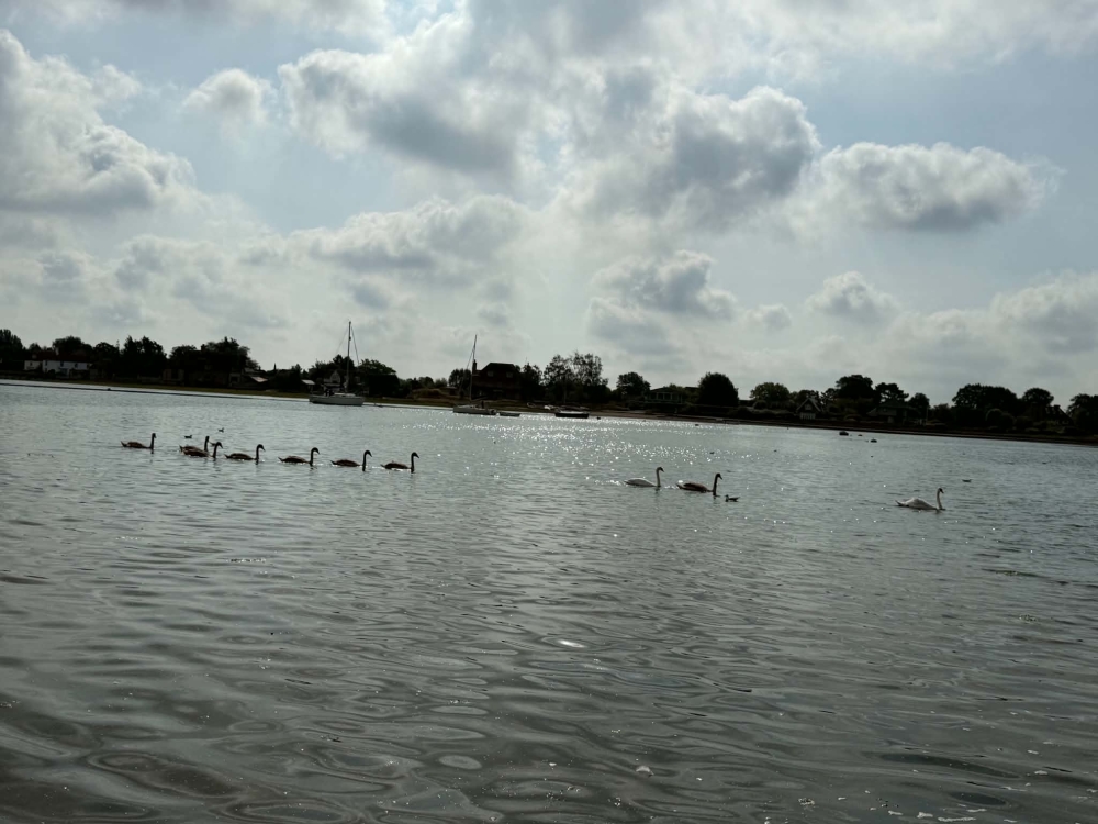 Swans on the sea at Bosham