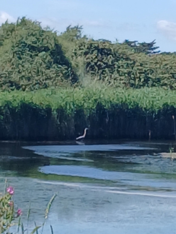 Heron in the water at Pagham