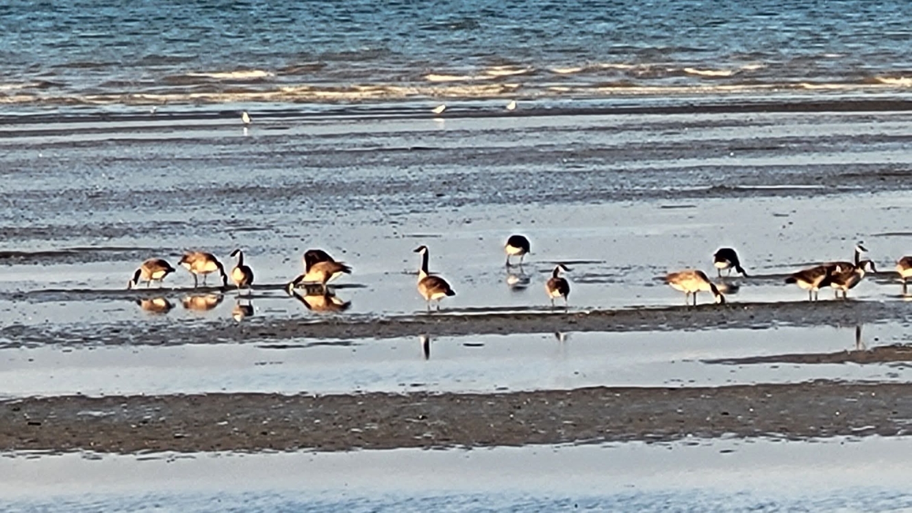 Geese on the beach at Meon Shore