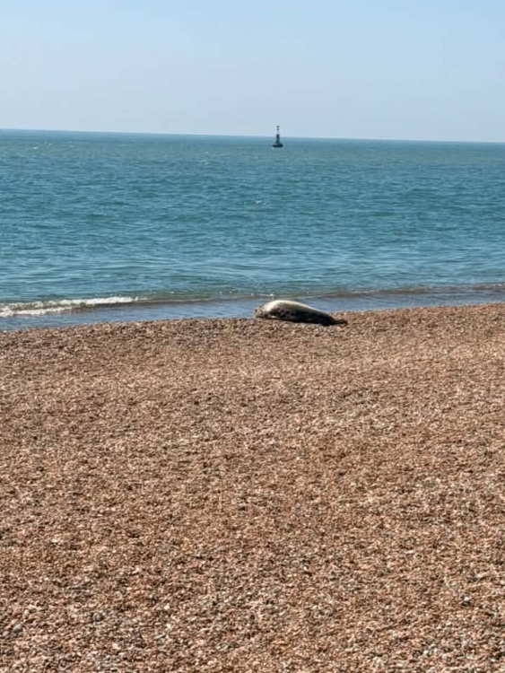 Seal on the stoney beach at Dungeness