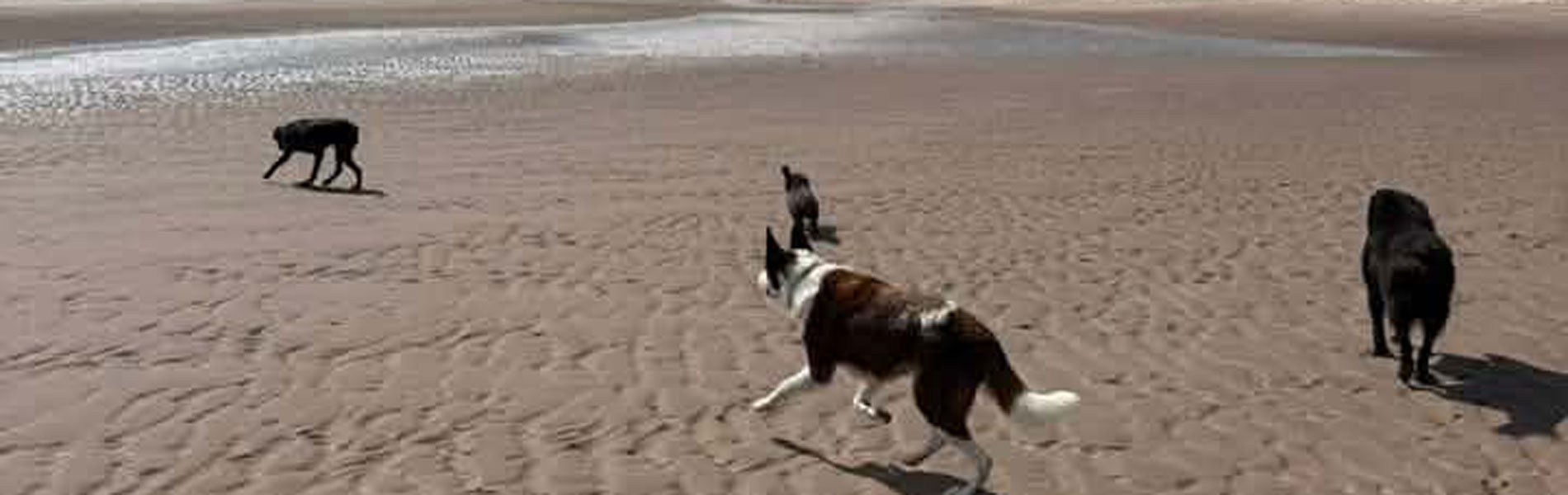Dogs enjoying the sandy beach at Lunan Bay