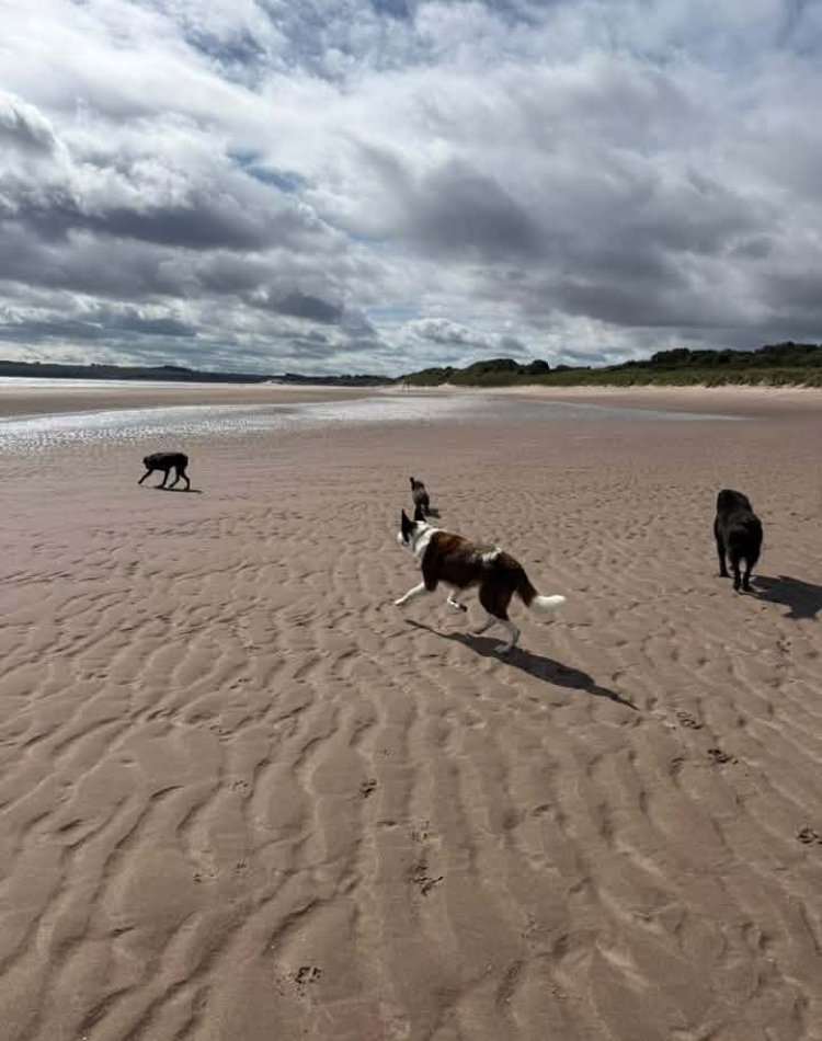 Dogs walking on the sandy beach at Lunan Bay, Scotland